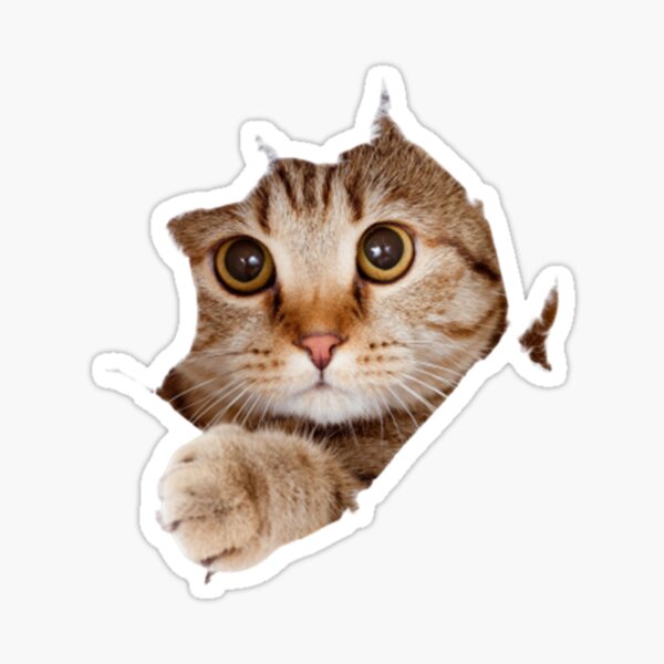 Cute Gray Kitty Cat Face Emoji - Angry Vinyl Decal Sticker – Shinobi  Stickers