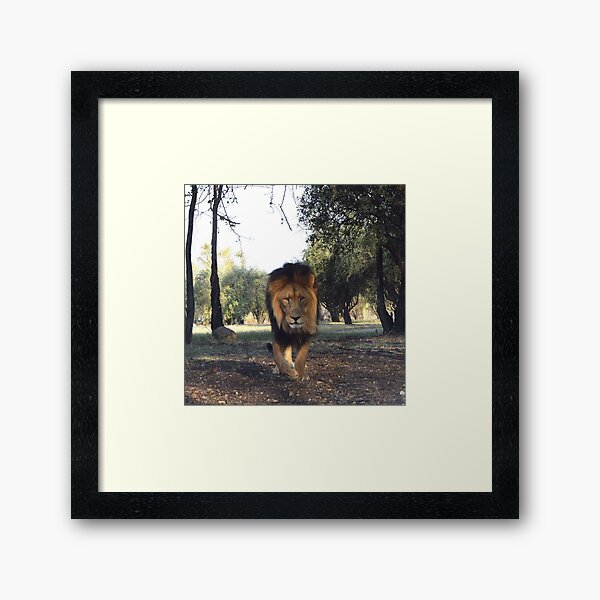Framed Print