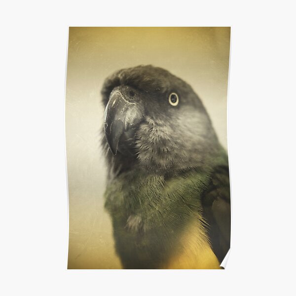 the feathery fluff of Bahb Poster