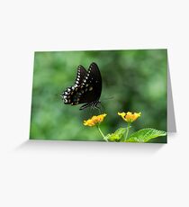 Butterfly Greeting Card