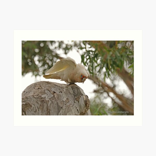 Long-billed Corella (430) Art Print