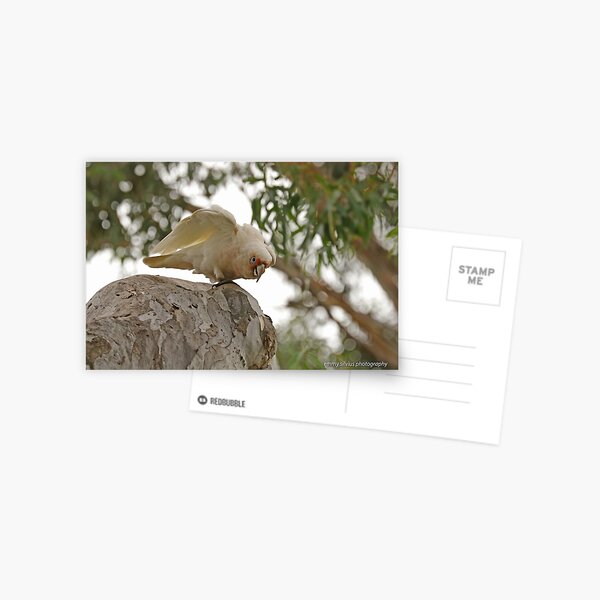 Long-billed Corella (430) Postcard