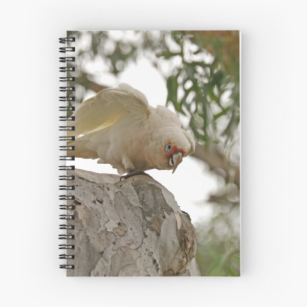 Item preview, Long-billed Corella  (430) designed and sold by Emmy Silvius.