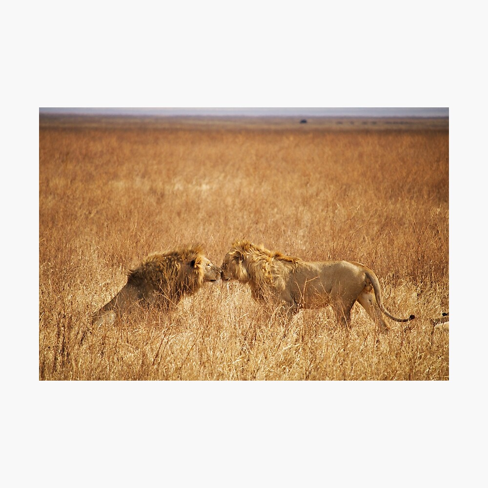 Póster «Leones besándose» de samrubin | Redbubble