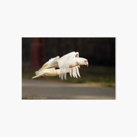 Long-billed Corella (1051) Art Board Print