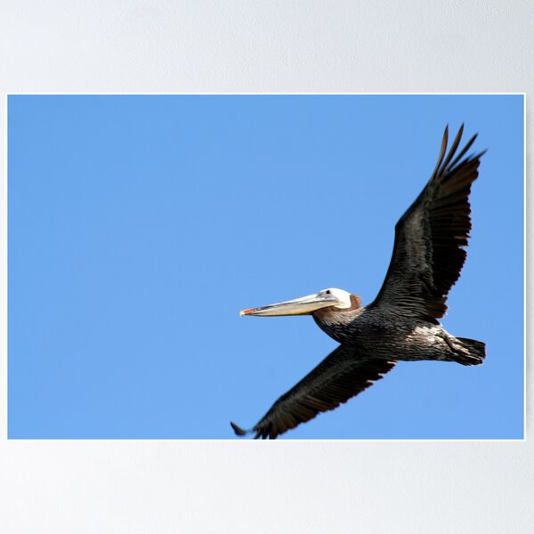 Item preview, It's a bird, It's a plane, Its... designed and sold by Robin Fortin IPA.