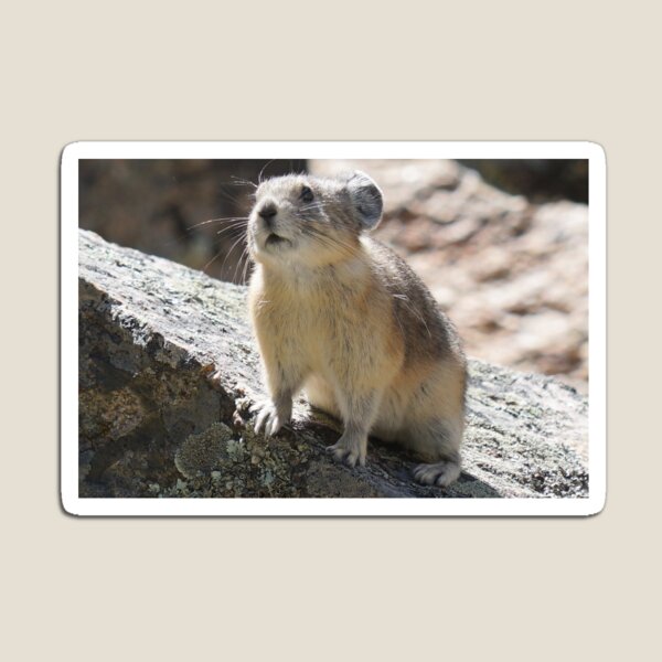 The Adorable Pika Magnet