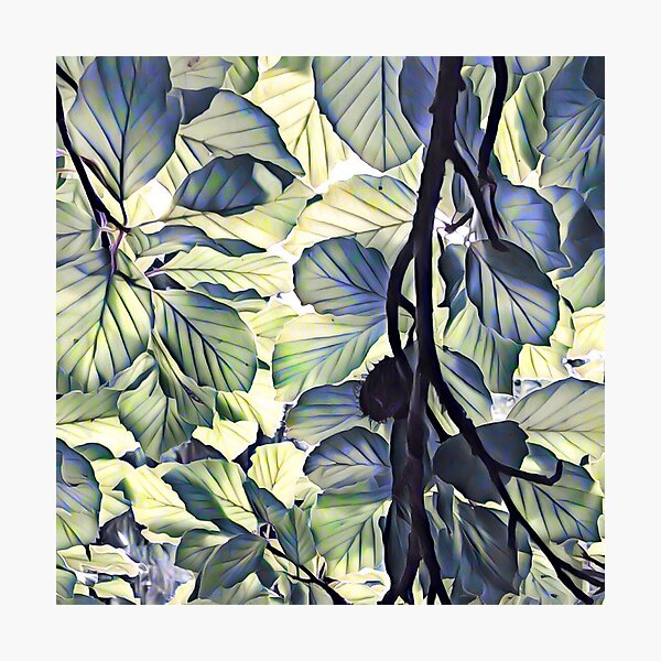 Beech. Photographic Print