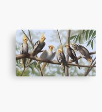 Cockatools Canvas Print