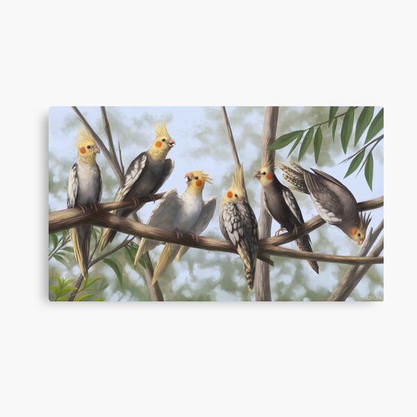 Cockatools Canvas Print