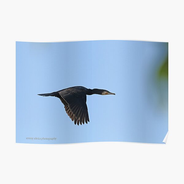 Great Cormorant  (820) Poster