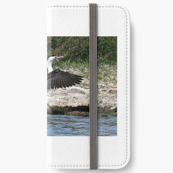 Pied Cormorant  (679) iPhone Wallet