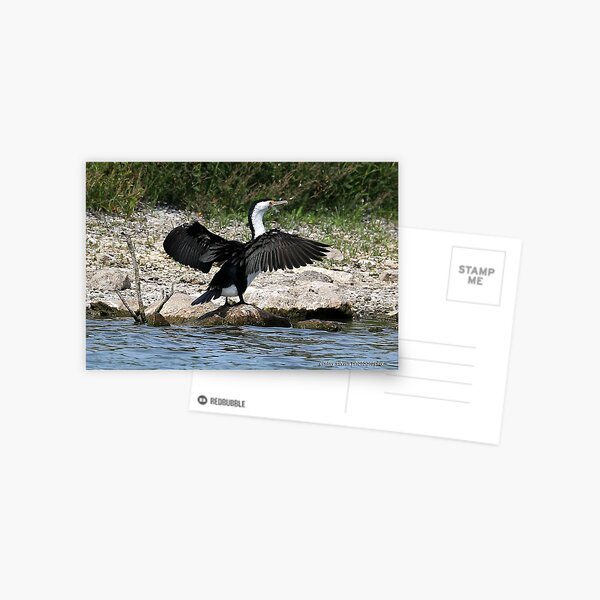 Pied Cormorant (679) Postcard