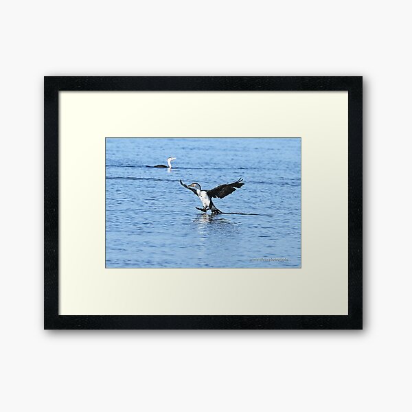 Pied Cormorant (0247) Framed Art Print