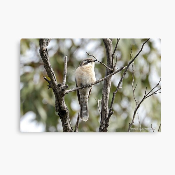 Black-eared Cuckoo (310) Canvas Print