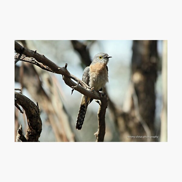 Fan-tailed Cuckoo (5712) Photographic Print