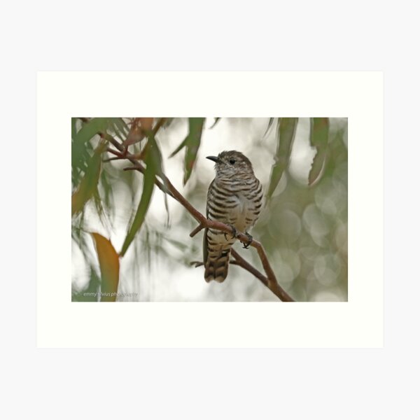 Shining Bronze Cuckoo (499) Art Print