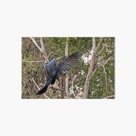 Australasian Darter (336) Art Board Print