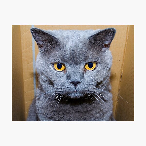 Item preview, Saffy in her Box designed and sold by Elana Bailey.
