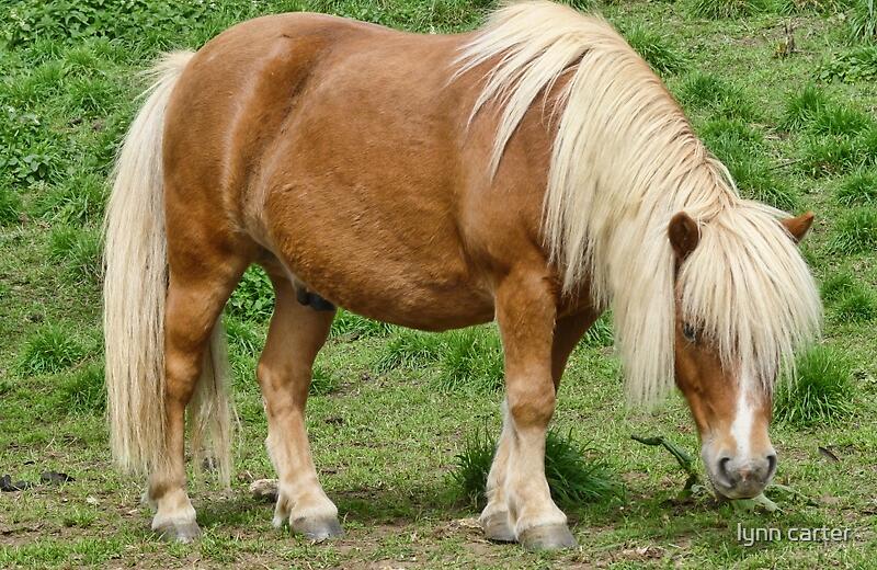 "Small Horse" by lynn carter | Redbubble