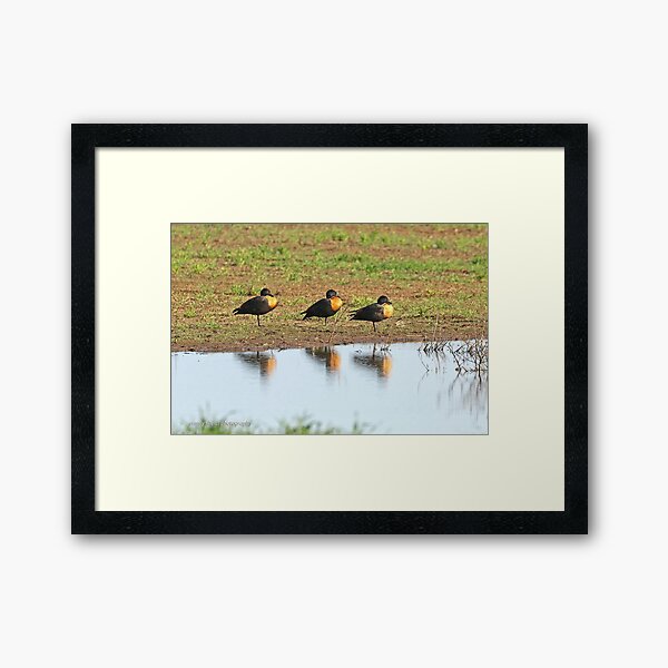 Australian Shelducks (006) Framed Art Print