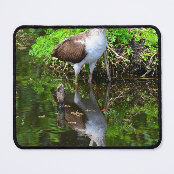 Item preview, Juvenile White Ibis Reflections designed and sold by LisaWootenPhoto.