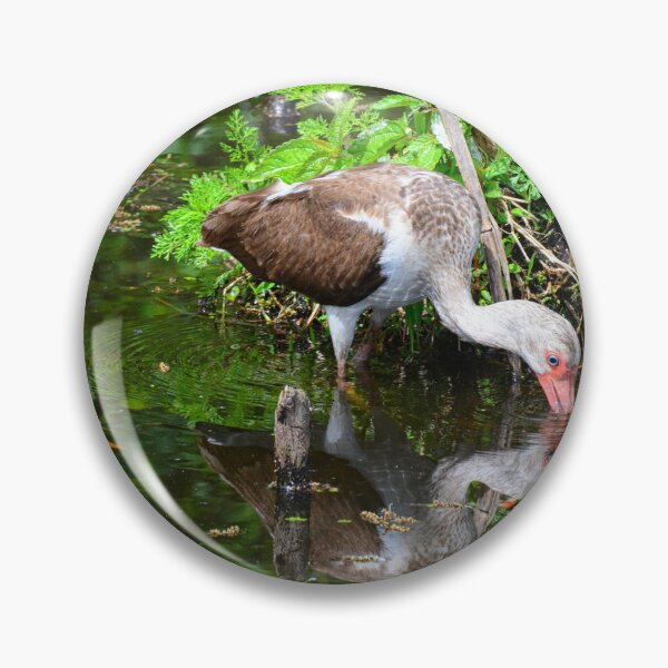Item preview, Reflections Of A Juvenile White Ibis designed and sold by LisaWootenPhoto.