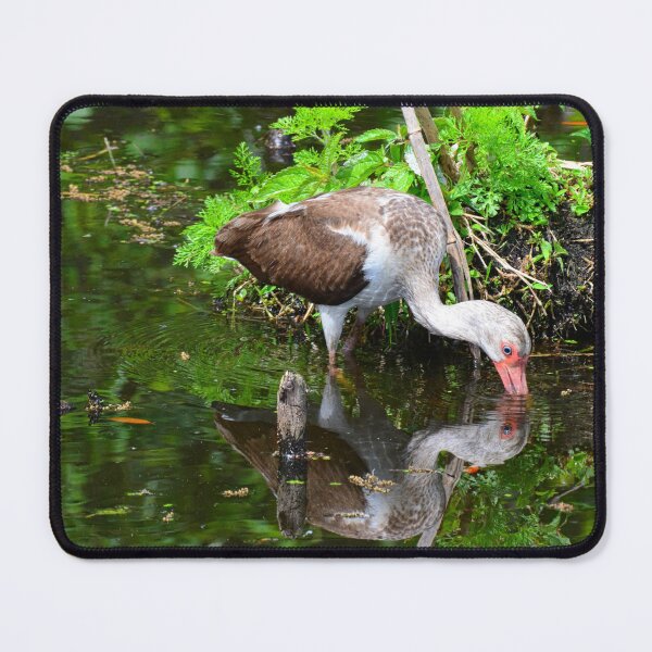Item preview, Reflections Of A Juvenile White Ibis designed and sold by LisaWootenPhoto.
