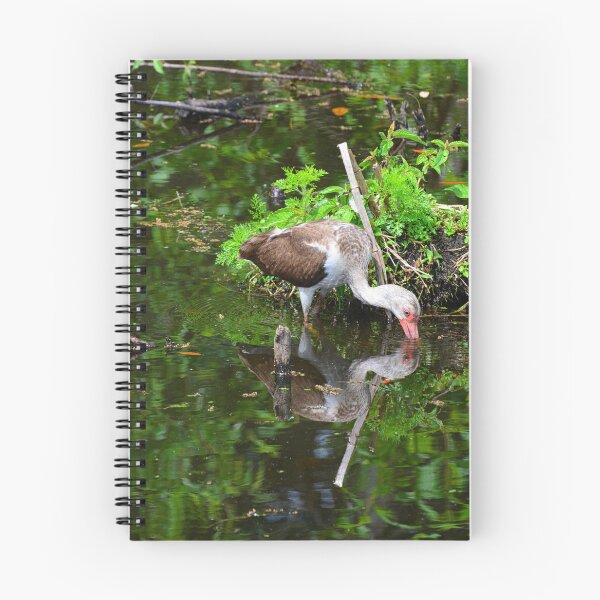 Item preview, Reflections Of A Juvenile White Ibis designed and sold by LisaWootenPhoto.