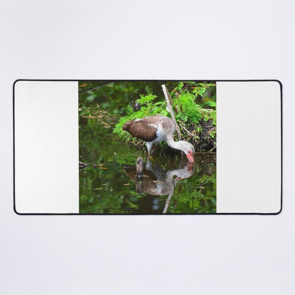 Item preview, Reflections Of A Juvenile White Ibis designed and sold by LisaWootenPhoto.