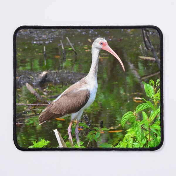Item preview, American White Ibis Juvenile designed and sold by LisaWootenPhoto.