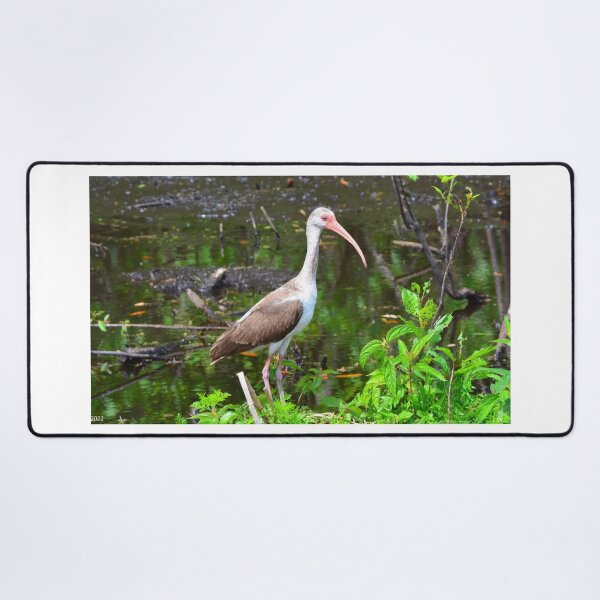Item preview, American White Ibis Juvenile designed and sold by LisaWootenPhoto.