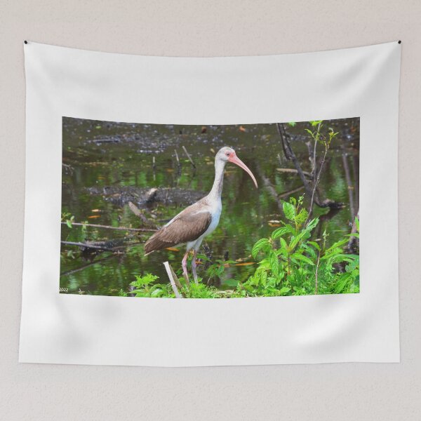 Item preview, American White Ibis Juvenile designed and sold by LisaWootenPhoto.