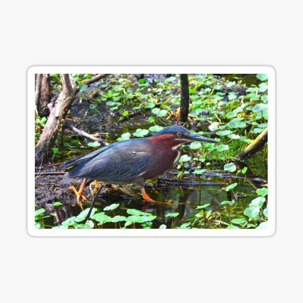 Item preview, Green Heron designed and sold by LisaWootenPhoto.