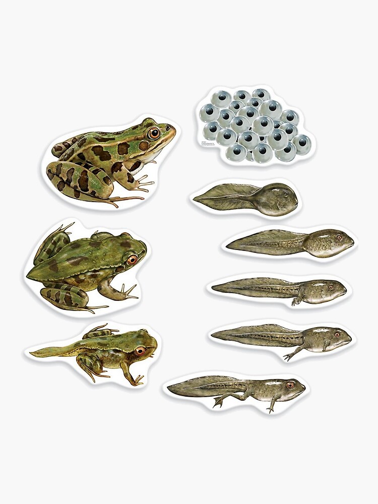 frog vector 91 cycle