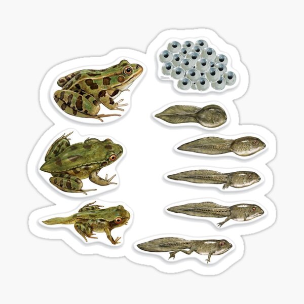 frog vector 91 cycle