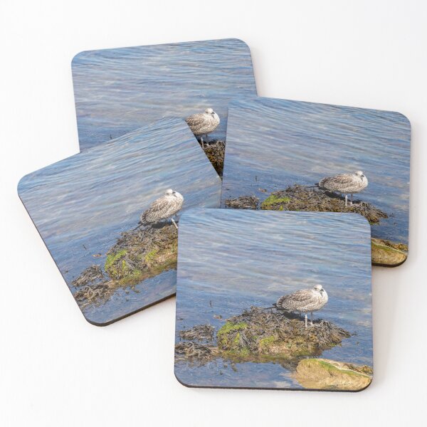 Item preview, Herring Gull Youngster On A Rock designed and sold by Tanya C  Smith.