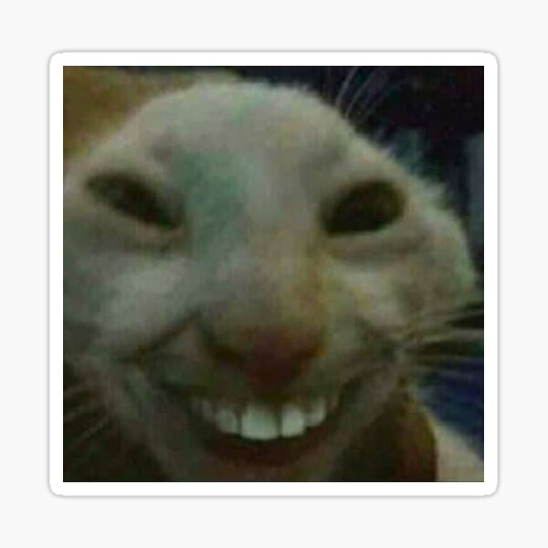 "Cat Shitpost" Sticker for Sale by rossagrantt Redbubble