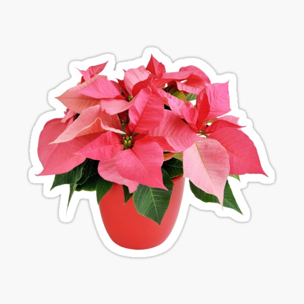 Pink Poinsettia Plant Sticker