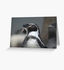penguin Greeting Card