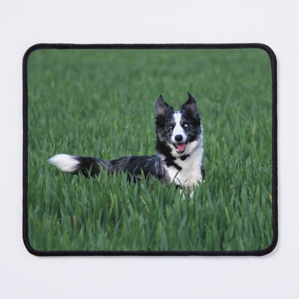 Item preview, Bouncy Collie designed and sold by Fearless-Fox.