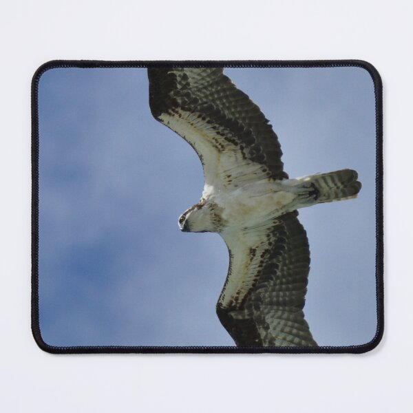 Item preview, Osprey in Flight designed and sold by Kim McClain Gregal.