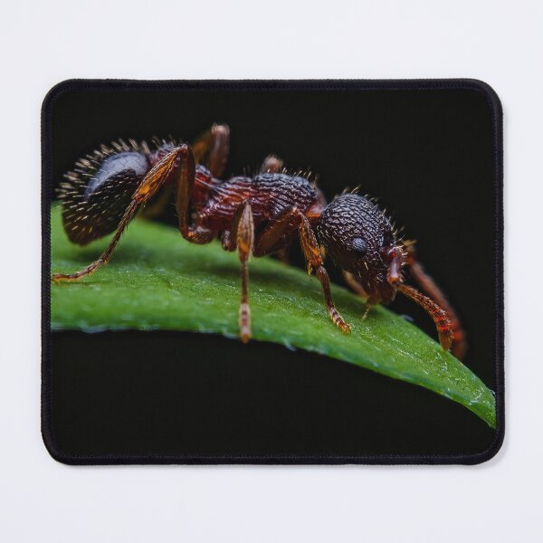 Item preview, Red Ant - Myrmica Sabuleti designed and sold by AronsTinySafari.