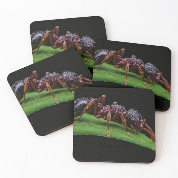 Item preview, Red Ant - Myrmica Sabuleti designed and sold by AronsTinySafari.