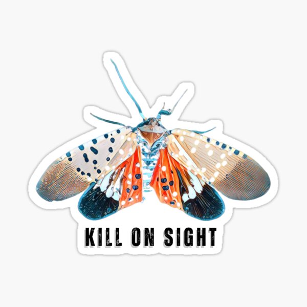 Item preview, Spotted Lanternfly Kill On Sight Saying designed and sold by Thomas Dossman.