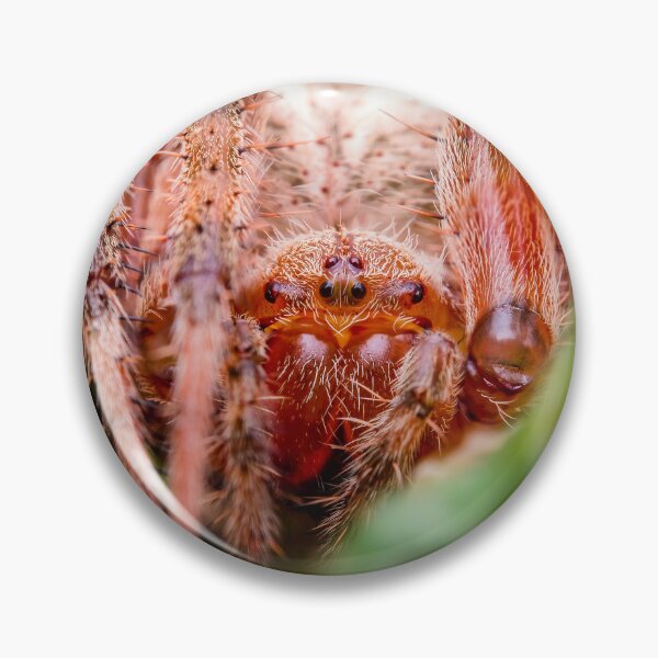 Item preview, Cross Orb-Weaver Spider - Araneus Diadematus designed and sold by AronsTinySafari.