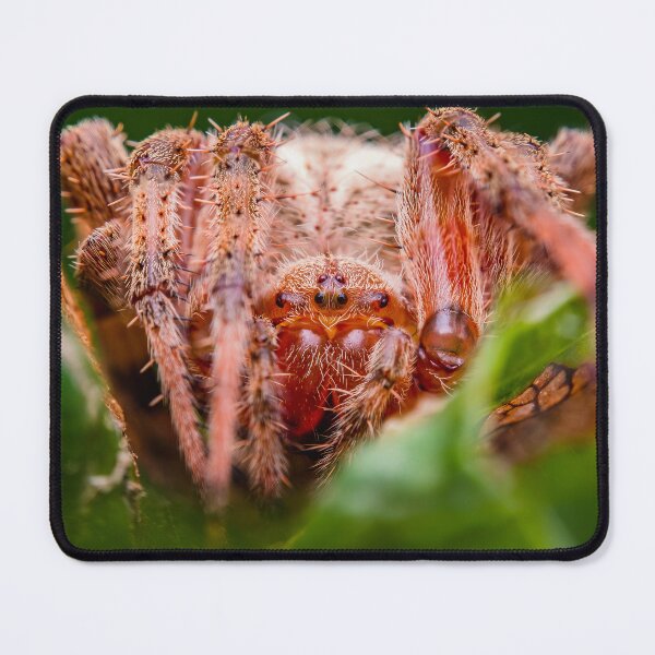 Item preview, Cross Orb-Weaver Spider - Araneus Diadematus designed and sold by AronsTinySafari.