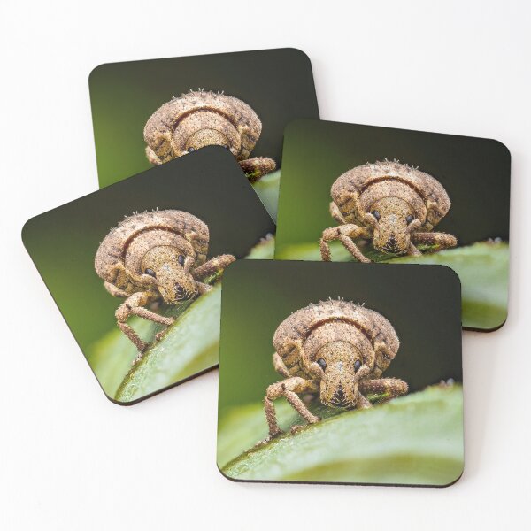 Item preview, Weevil - Snout Beetle - Curculionidae designed and sold by AronsTinySafari.