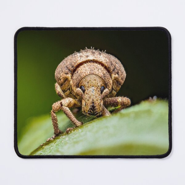 Item preview, Weevil - Snout Beetle - Curculionidae designed and sold by AronsTinySafari.