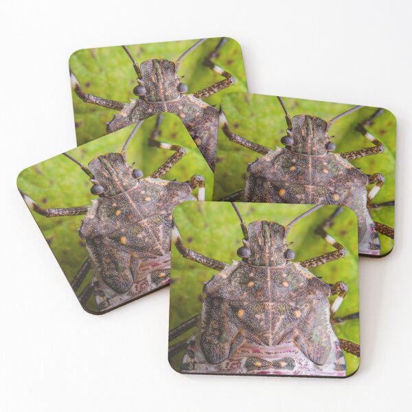 Item preview, Chinche apestosa marmolada marrón - Halyomorpha Halys designed and sold by AronsTinySafari.